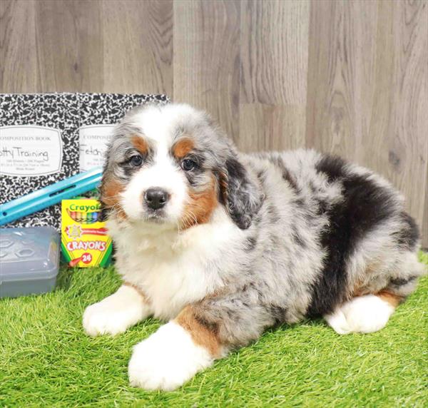 Bernedoodle Mini - 8643