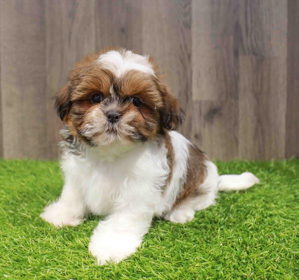 Shih-tzu - 8663