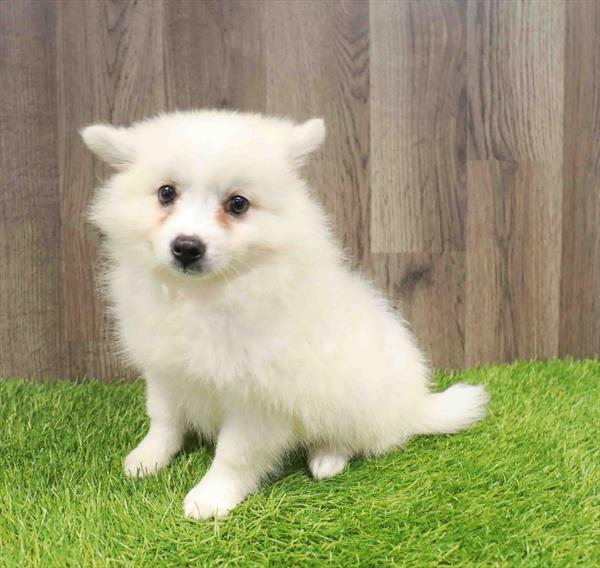 American Eskimo - 8741