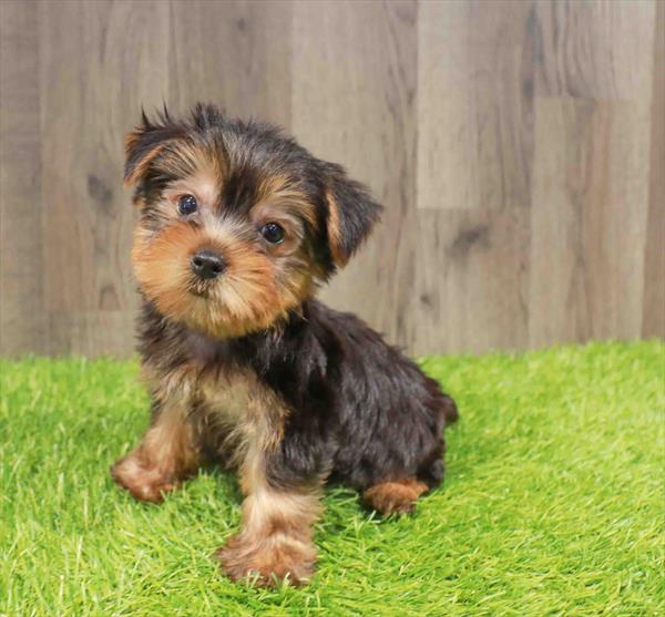 Yorkshire Terrier - 8744