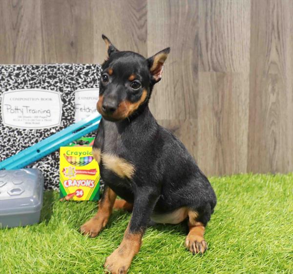 Miniature Pinscher - 8761