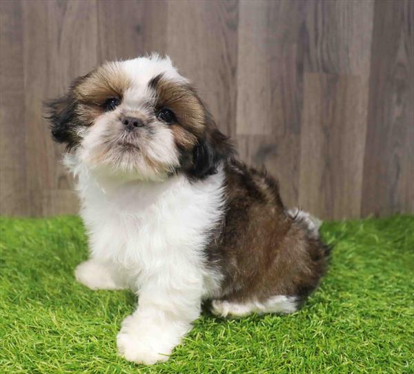 Shih-tzu - 8600