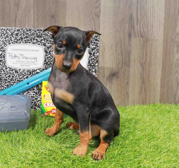 Miniature Pinscher - 8822