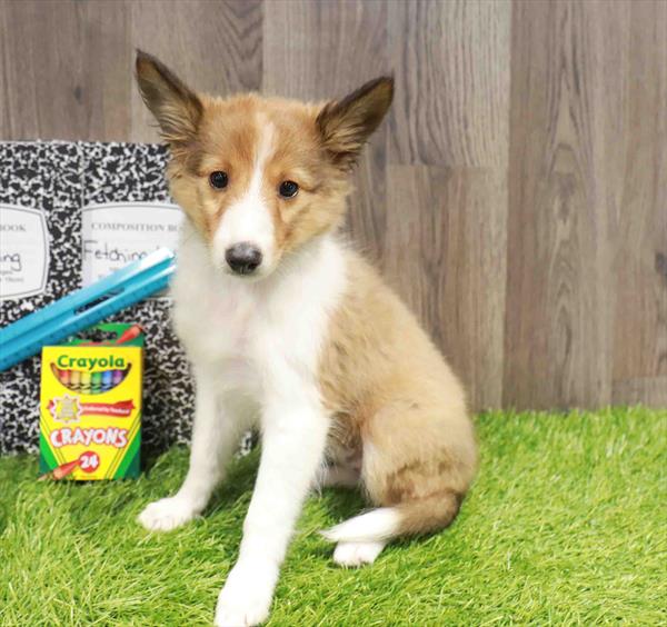 Shetland Sheepdog - 8824