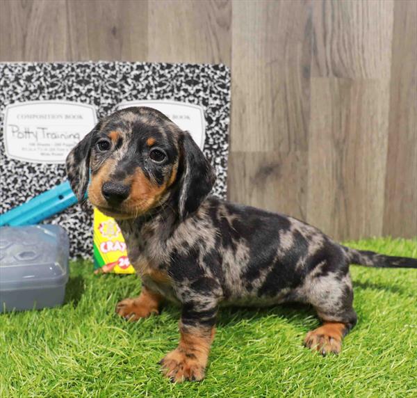 Dachshund - 8834
