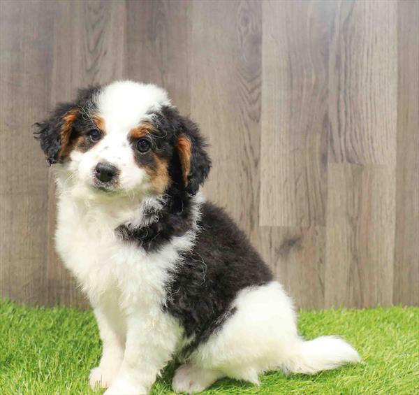 Miniature Poodle/Bernedoodle - 8954