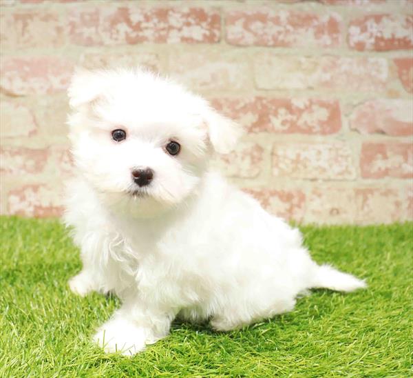 Maltese - 9106