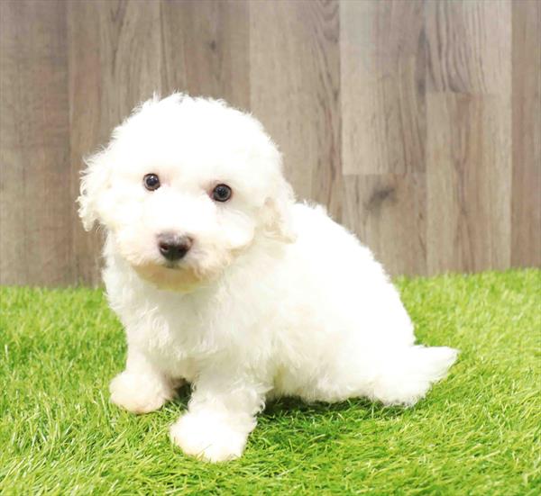 Bichon Frise - 9219