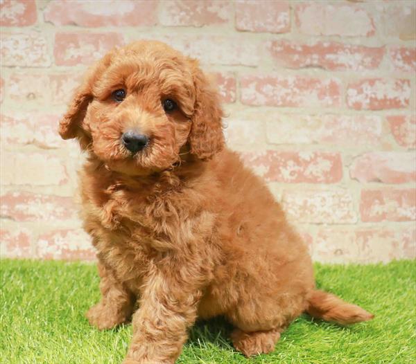 Goldendoodle Mini (Golden Retriever/Mini Poodle) - 9507