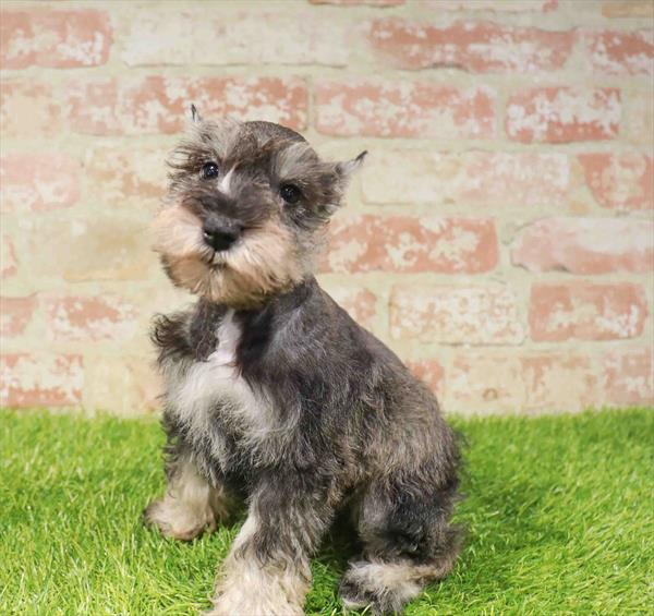 Miniature Schnauzer - 9544