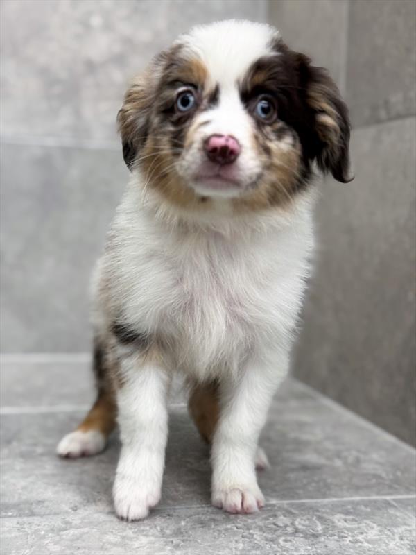 Toy Australian Shepherd - 9622