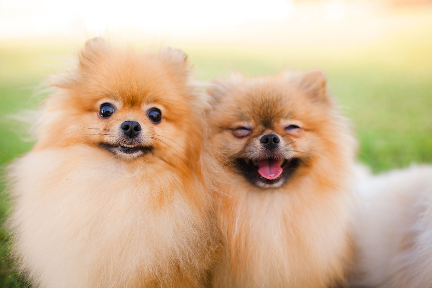 Two Pomeranians sitting outside on a sunny day One smiling big with squinted eyes