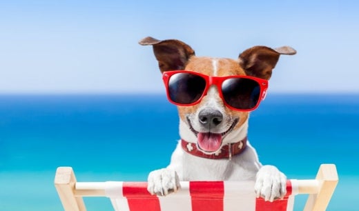 Keeping Your Dogs Cool This Summer