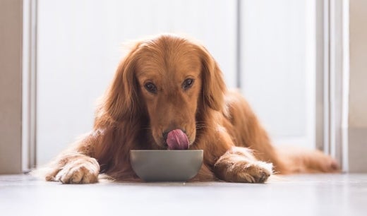 6 Reasons Why You Should Be Changing Your Pet's Food