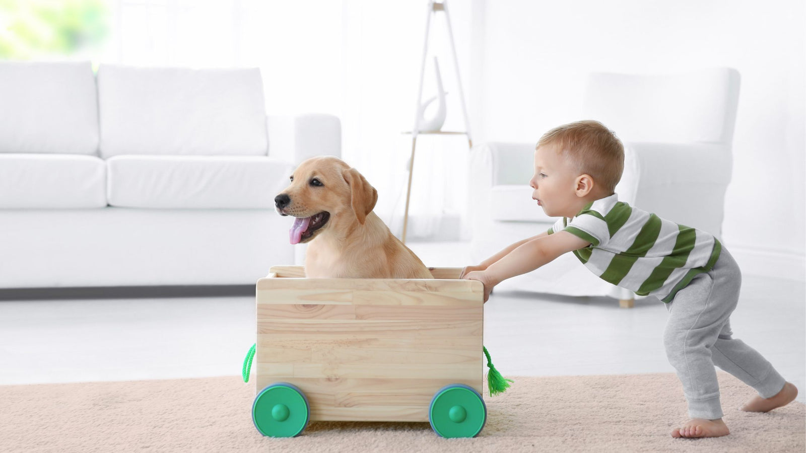 Yellow lab puppy being pushed in a toy wagon by a small child