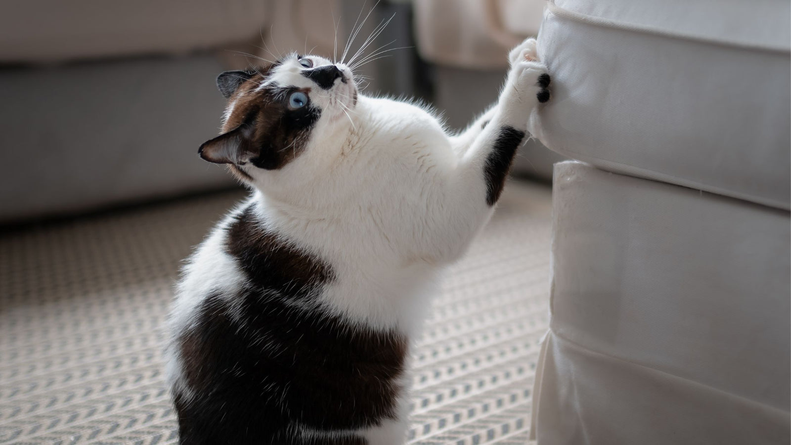 Wide-eyed black and white cat scratching furniture