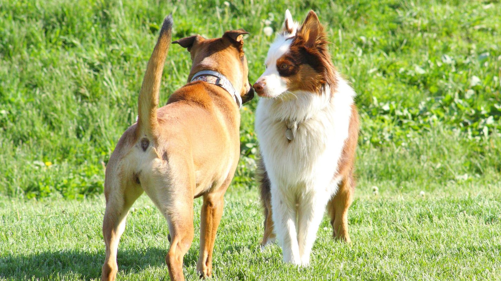 Mixed breed dog meeting and touching noses with red merle Australian Shepherd on a sunny day