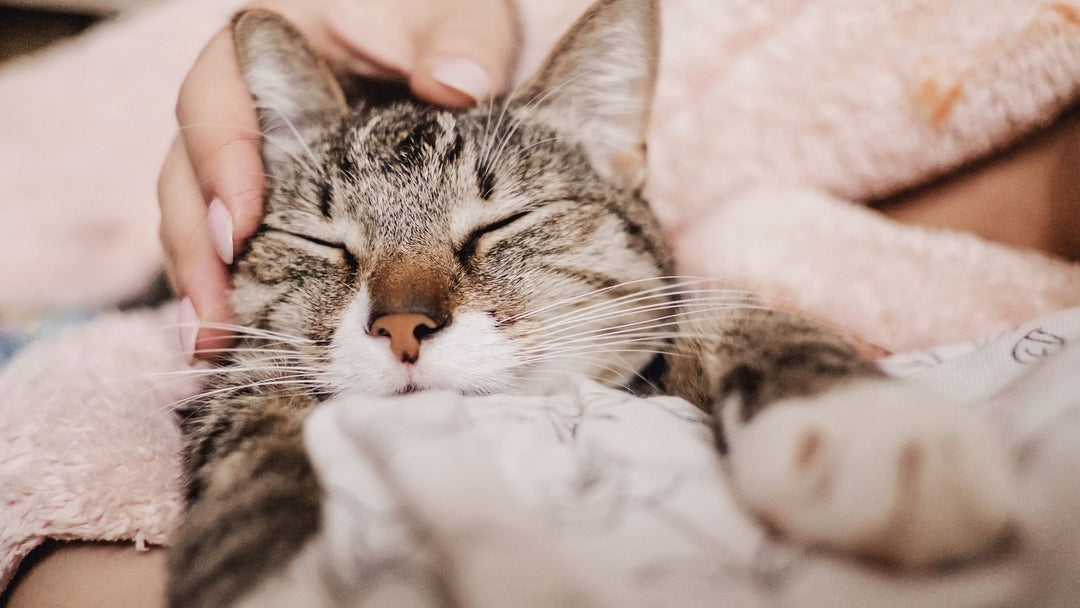 5 Tips to Keep Your Cat Healthy and Happy Indoors