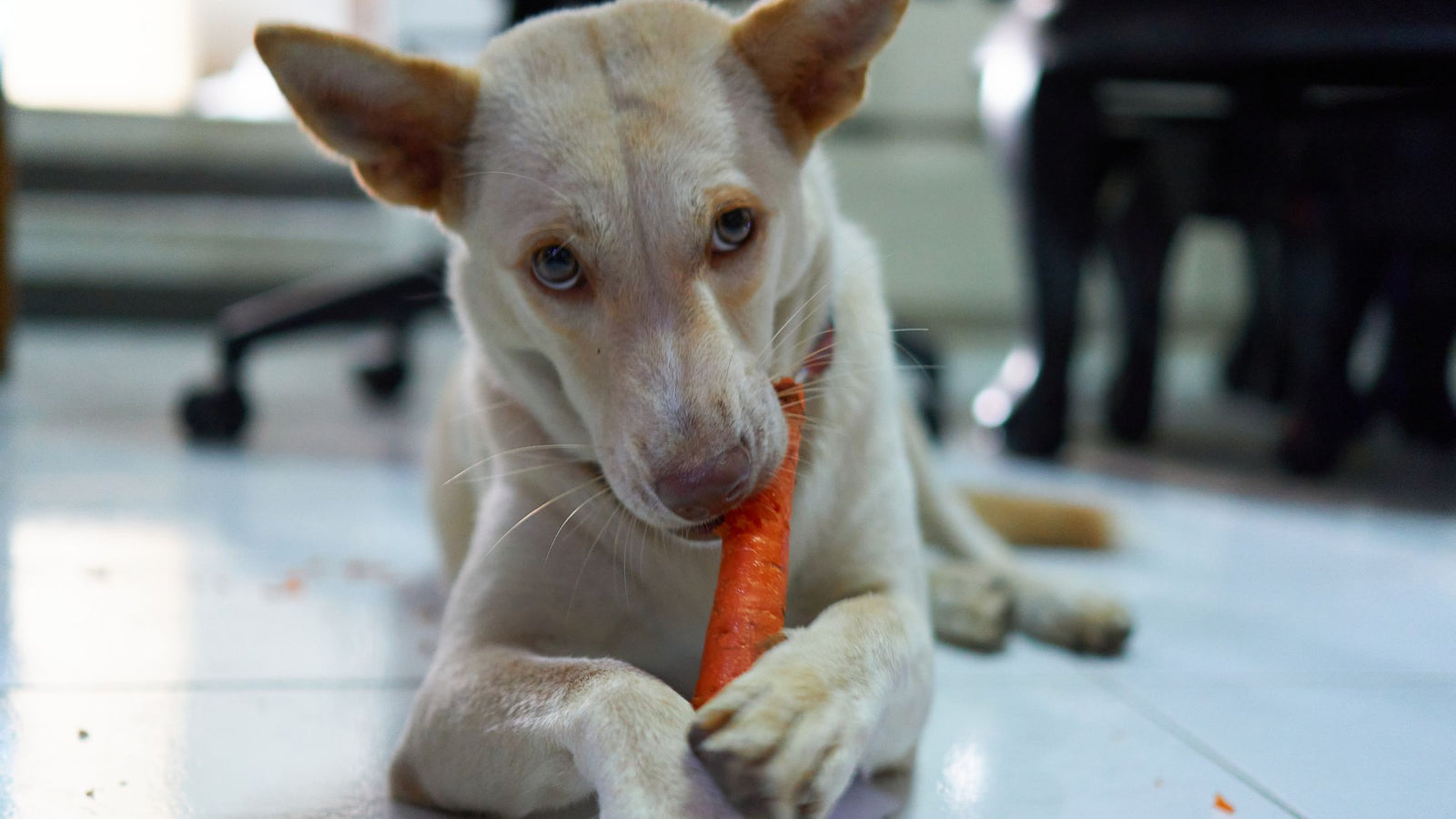Yellow dog lying on floor eating whole carrot