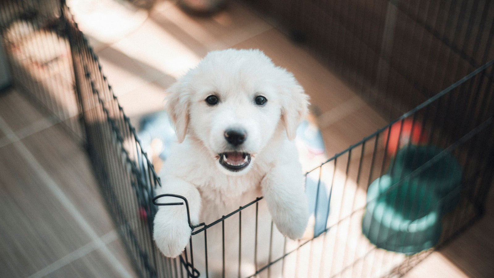 Golden retriever puppy up on back legs looking over top of crate