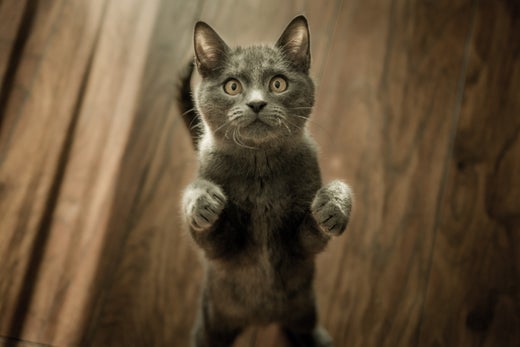 Boarding Tips and Tricks for Your Cat