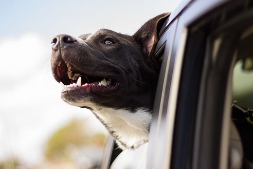 Car Travel with Your Dog - 5 Safety Tips to Follow