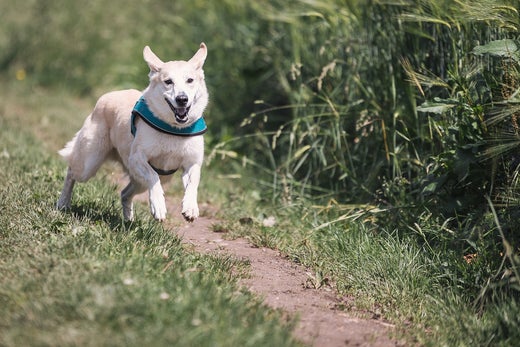 The Importance of Exercise for Your Pet