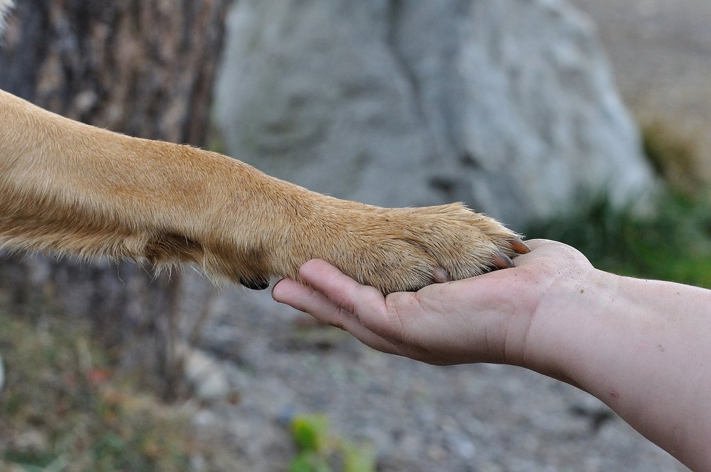 How To Greet A Dog