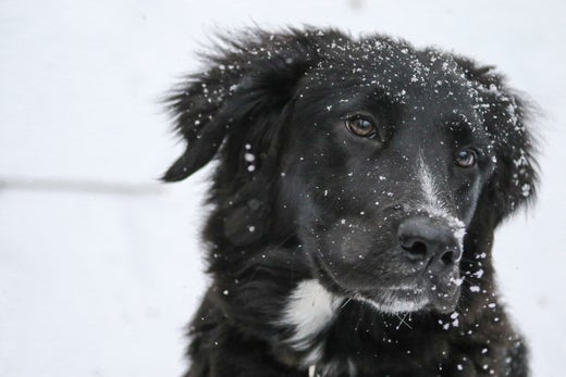 Cold Weather Safety for Pets