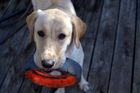 The Joys of Dog Toys