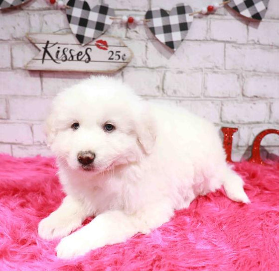 Anatolian Shepherd Dog/Great Pyrenees - 0127