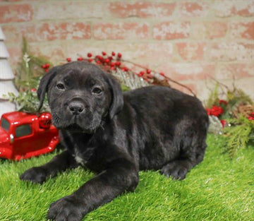 Cane Corso - 0363