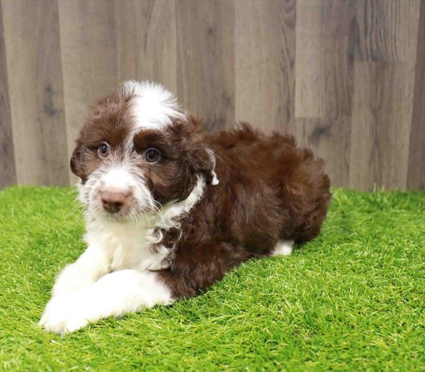 AussiDoo Mini (Mini Poodle/Australian Shepherd) - 0841
