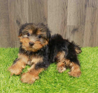 Yorkshire Terrier - 1075