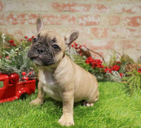 French Bulldog - 1169