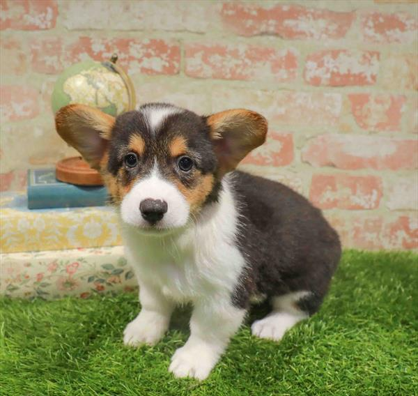Pembroke Welsh Corgi - 1330