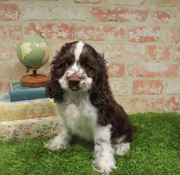 Cocker Spaniel - 1333