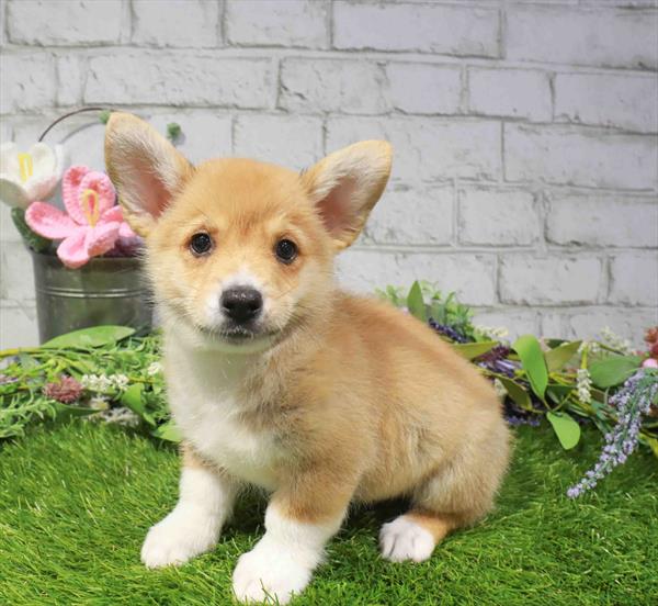 Pembroke Welsh Corgi - 1528