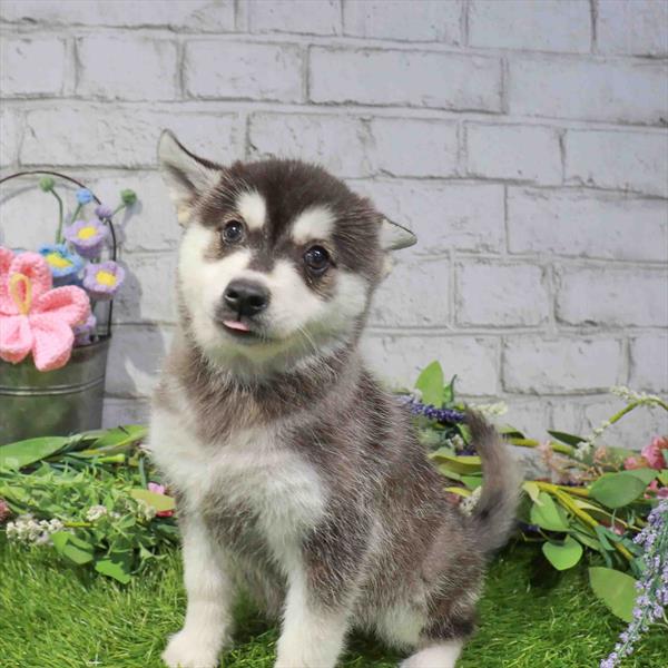 Klee Kai - 1530