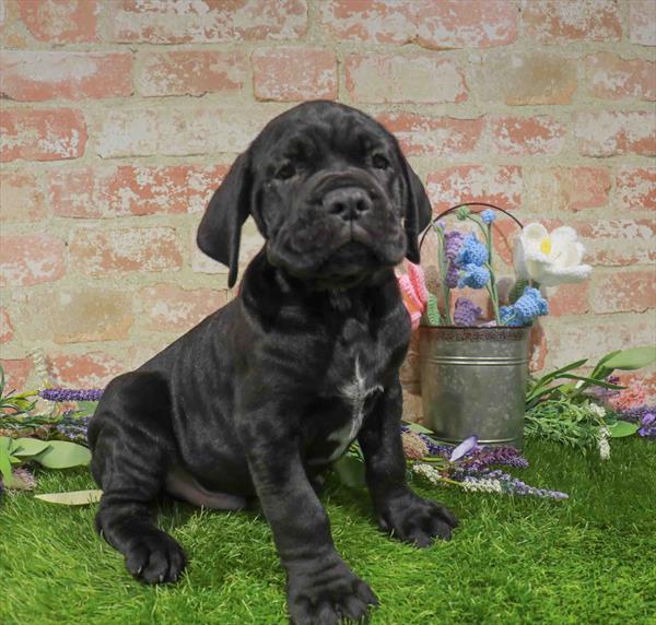 Cane Corso - 1559