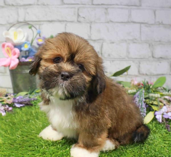 Lhasa Apso - 1569