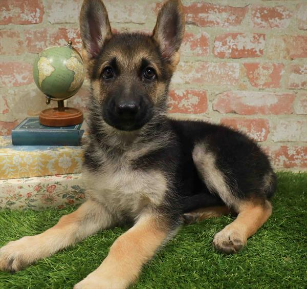 German Shepherd - 1582