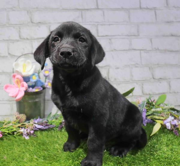 Labrador Retriever - 1605