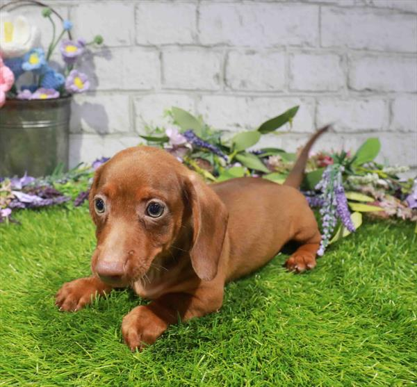 Dachshund - 1608