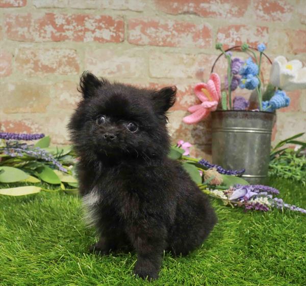 Pomeranian - 1609