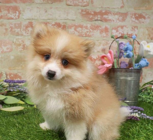 Pomeranian - 1611