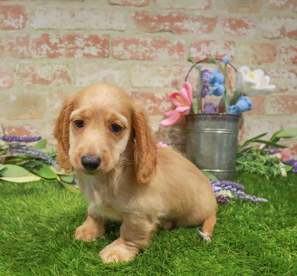 Dachshund - 1617