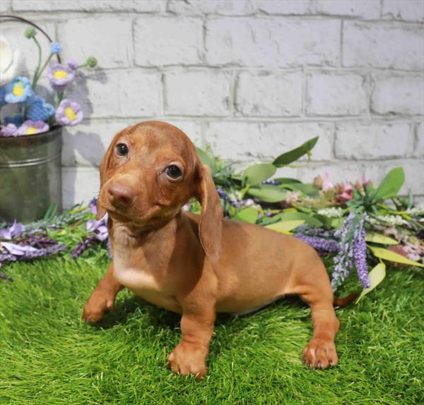 Dachshund - 1617