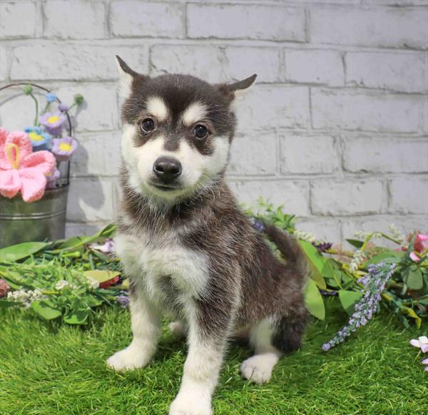 Klee Kai - 1693
