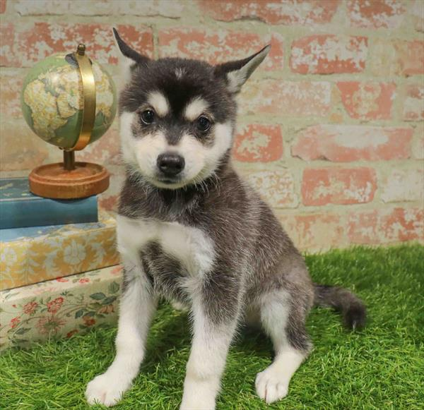 Klee Kai - 1707